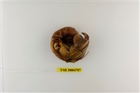 藏品(短腕陸寄居蟹)的圖片